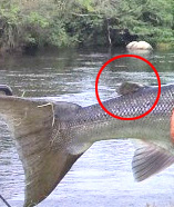 Fettflosse kreiste auf einem Wildlachs. Fettflosse kreiste auf einem Wildlachs.