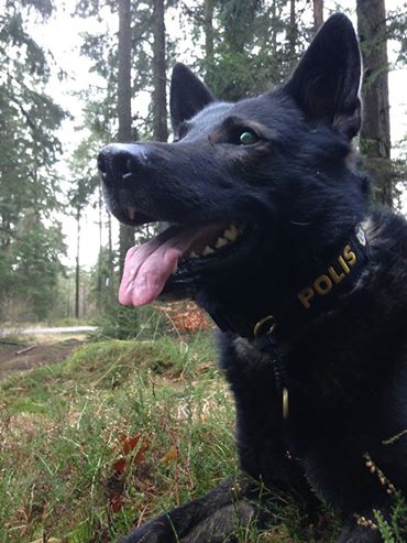 Amigo tävlade polishunds sm I spår då han varit skadad Amigo tävlade polishunds sm I spår då han varit skadad
