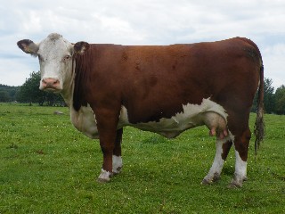 7091 BPH Princess 7091 BPH Princess