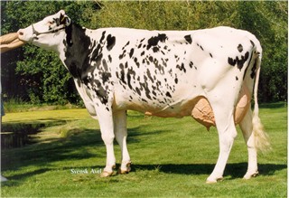 16 Minnie, mor till semintjur ABL Holstein. 16 Minnie, mor till semintjur ABL Holstein.