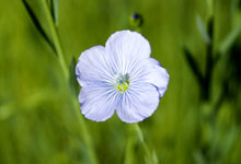 Linblomma - Hälsinglands landskapsblomma Linblomma - Hälsinglands landskapsblomma