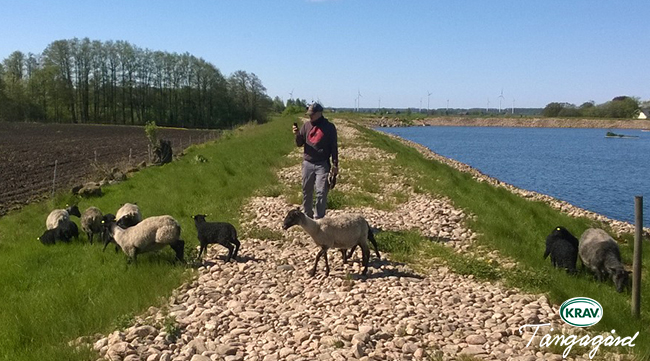 Tångagård Halland ekologisk odling av grönsaker och rotfrukter utanför Falkenberg Tångagård Halland ekologisk odling av grönsaker och rotfrukter utanför Falkenberg