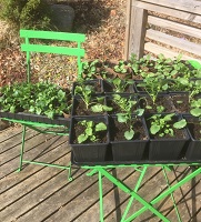 Villa Arelid Aktuellt Aktiviteter Omplantering penseer Villa Arelid Aktuellt Aktiviteter Omplantering penseer