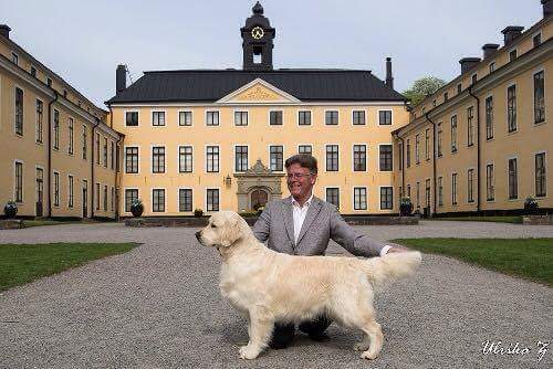 CH Dewmist Sympatico - BIS på Ulriksdal 2016 CH Dewmist Sympatico - BIS på Ulriksdal 2016