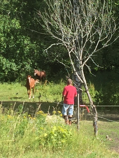 Man behöver bara vissla en gång de dagar som det är varmt och flugorna är många. Bäbisarna i Bjärka går gärna in i det svala stallet en stund på dagen. Det brukar bjudas på lite god "slubber" där också. Man behöver bara vissla en gång de dagar som det är varmt och flugorna är många. Bäbisarna i Bjärka går gärna in i det svala stallet en stund på dagen. Det brukar bjudas på lite god "slubber" där också.