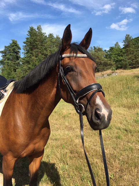Fina Rocky redo för ett ridpass Fina Rocky redo för ett ridpass