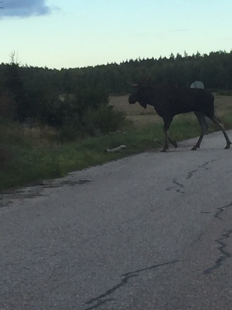 och en ståtlig jättefin älg med bra gångarter och en ståtlig jättefin älg med bra gångarter
