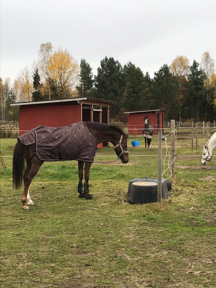 Heavenly undersöker sin nya hage och längst bort i bild spanar pappa Montana på sin dotter:) Tänk om de bara visste det! Heavenly undersöker sin nya hage och längst bort i bild spanar pappa Montana på sin dotter:) Tänk om de bara visste det!