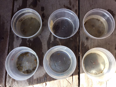 In the cups are diving beetles, chironomidae and gastropods. In the cups are diving beetles, chironomidae and gastropods.