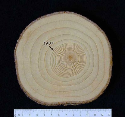 Tree rings before and after nutirent addition. Photo from SLU Web. Tree rings before and after nutirent addition. Photo from SLU Web.