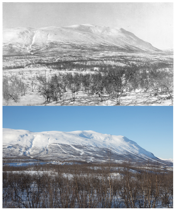 Fjället Nuolja vintertid – notera hur trädlinjen krupit uppåt på 100 år. Övre bilden är från 1921 (Foto: C.G. Alm) och nedre bilden är från 2017 (Foto Oliver Wright). Foto från pressmeddelandet av Umeå universitet. Fjället Nuolja vintertid – notera hur trädlinjen krupit uppåt på 100 år. Övre bilden är från 1921 (Foto: C.G. Alm) och nedre bilden är från 2017 (Foto Oliver Wright). Foto från pressmeddelandet av Umeå universitet.