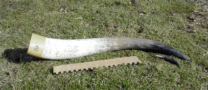Ett av de längre kohornen jag byggt. Det är ca 80 cm långt. Spetsen är sparad, med ändplugg, så hornet hår även att dricka i om man är törstig. Ett av de längre kohornen jag byggt. Det är ca 80 cm långt. Spetsen är sparad, med ändplugg, så hornet hår även att dricka i om man är törstig.