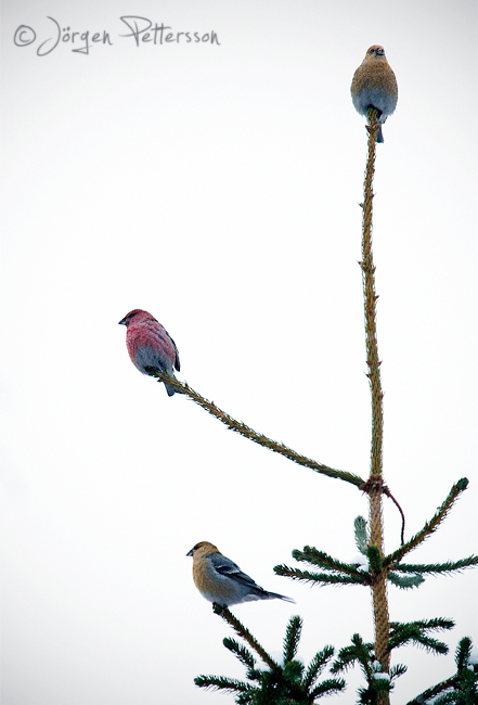 Tallbit, Pine Grosbeak, Pinicola enucleator. Tallbit, Pine Grosbeak, Pinicola enucleator.