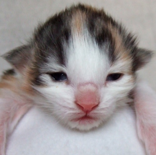 Kassis, 1 week old Kassis, 1 week old