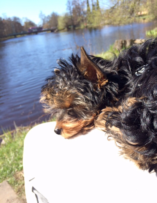 hundvalp väggen utmattad utbränd utmattningsdepression utmattningssyndrom utmattning utbränd väggen hundvalp väggen utmattad utbränd utmattningsdepression utmattningssyndrom utmattning utbränd väggen