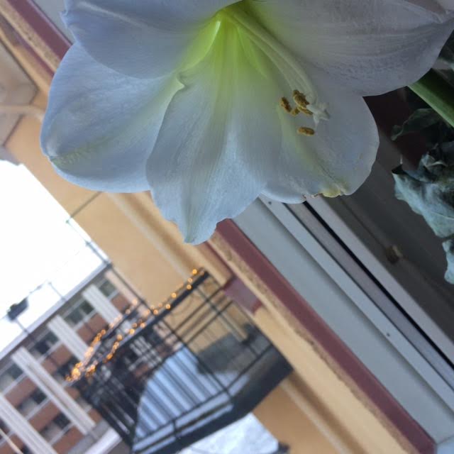 våga vara rädd utmattningssyndrom utbränd väggen amaryllis våga vara rädd utmattningssyndrom utbränd väggen amaryllis