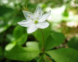 Värmlands landskapsblomma "Skogsstjärna" Värmlands landskapsblomma "Skogsstjärna"